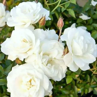 Саджанці плетистих троянд Мон Блан