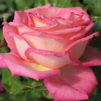 Саджанці плетистих троянд Ріна Херхольд