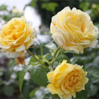 Саджанці плетистих троянд Сірано де Бержерак