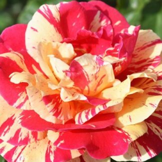 Саджанці плетистих троянд Ваніль Фрейз