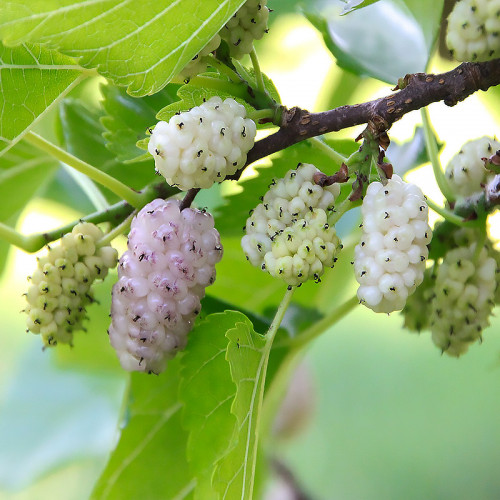 Саджанці шовковиці Біла Леді / дворічний