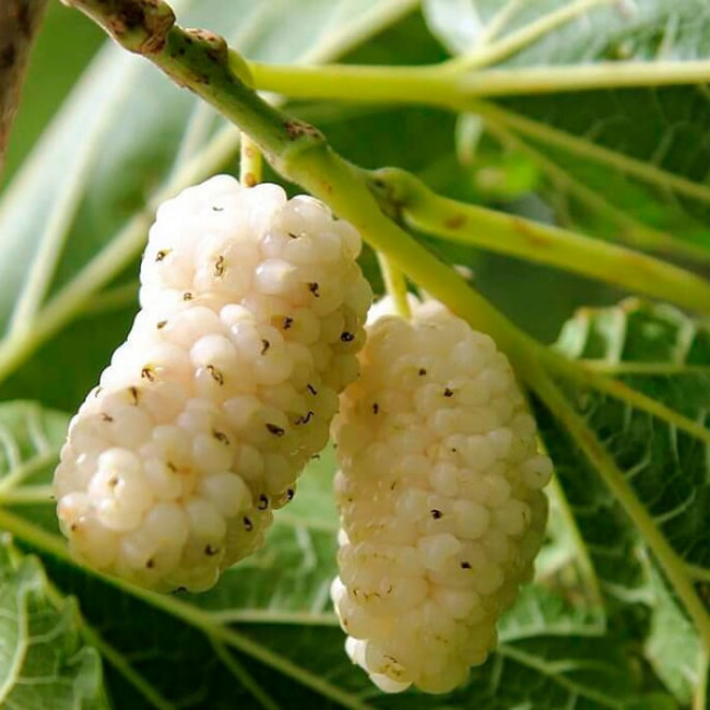 Саджанці шовковиці Біла Медова / привита, однорічний