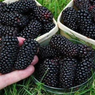 Саджанці шовковиці Чорна Перлина / дворічний