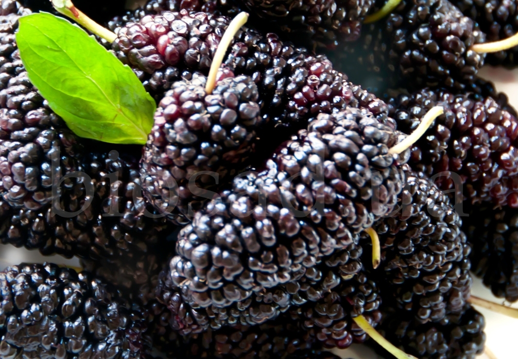 Саджанці шовковиці Галіція / привита, дворічний