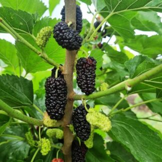 Саджанці шовковиці Краса Поділля / дворічний