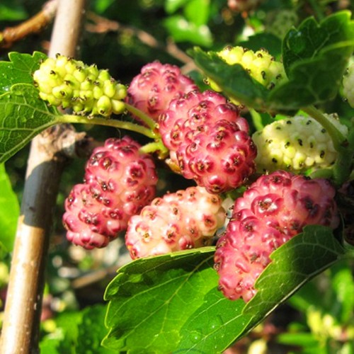 Саджанці шовковиці Рожева Принцеса /однорічний