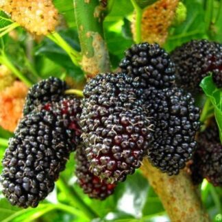 Саджанці шовковиці Шеллі / дворічний