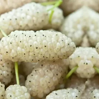 Саджанці шовковиці Стамбульська Біла / привита, дворічний