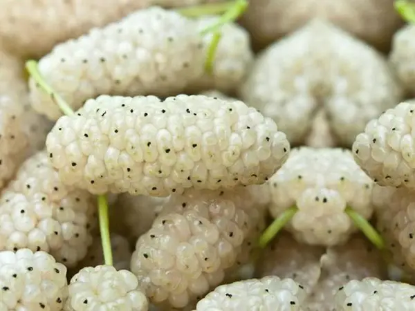 Саджанці шовковиці Стамбульська Біла / привита, однорічний