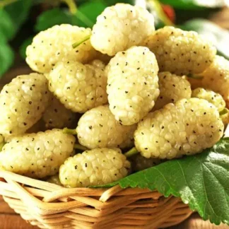 Саджанці шовковиці Вікторія / дворічний