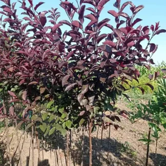 Саджанці сливи на штамбі Хессея