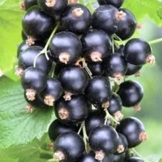 Саджанці смородини Фараон