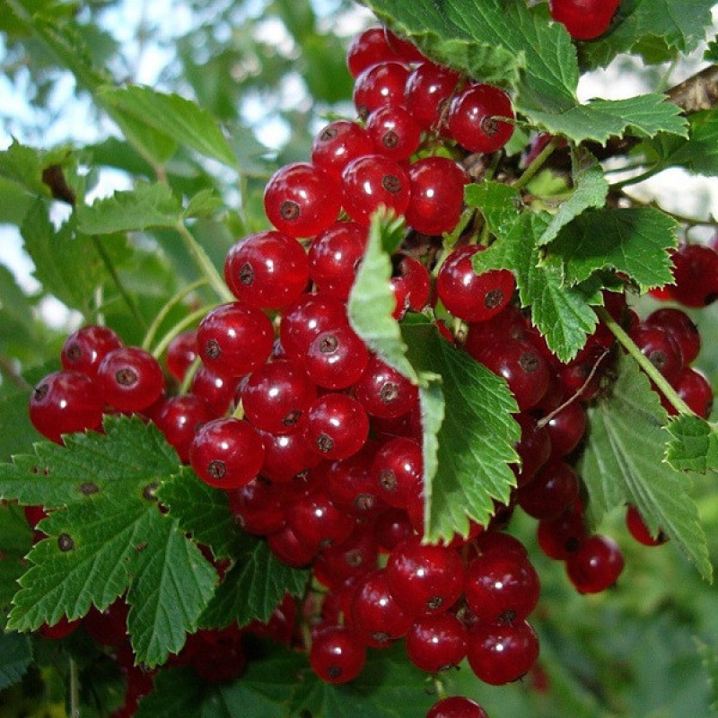 Саджанці смородини Львів'янка