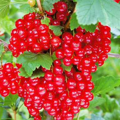 Саджанці смородини Рандом