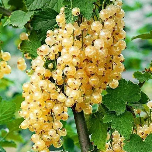 Саджанці смородини Сніжана