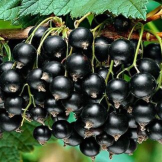 Саджанці смородини Титанія