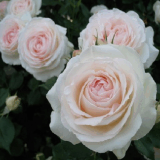 Саджанці троянд Джулія Ренесанс