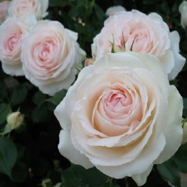 Саджанці троянд Джулія Ренесанс