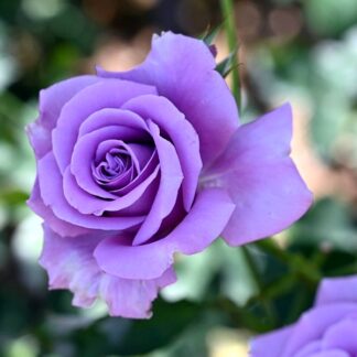 Саджанці троянд на штамбі Блакитний Ніл