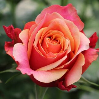 Саджанці троянд на штамбі Черрі Бренді