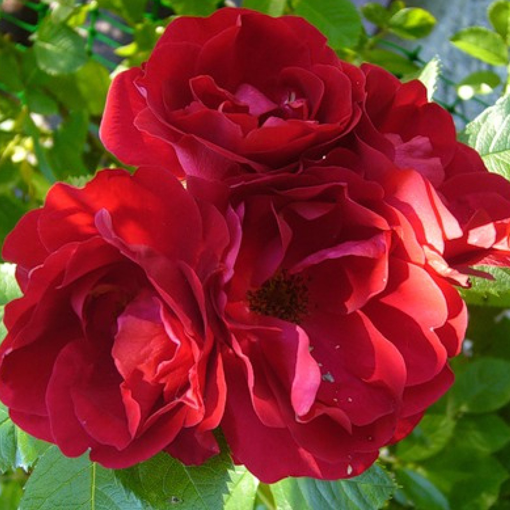 Саджанці троянд на штамбі Фламентанц