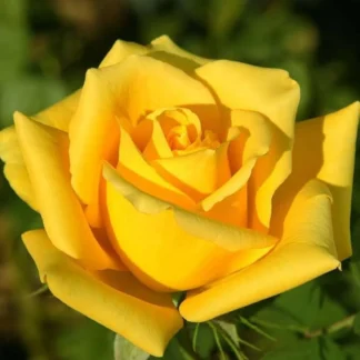 Саджанці троянд на штамбі Ландора