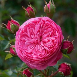 Саджанці троянд на штамбі Леонардо да Вінчі