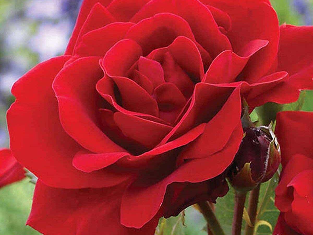 Саджанці троянд на штамбі Лілі Марлен