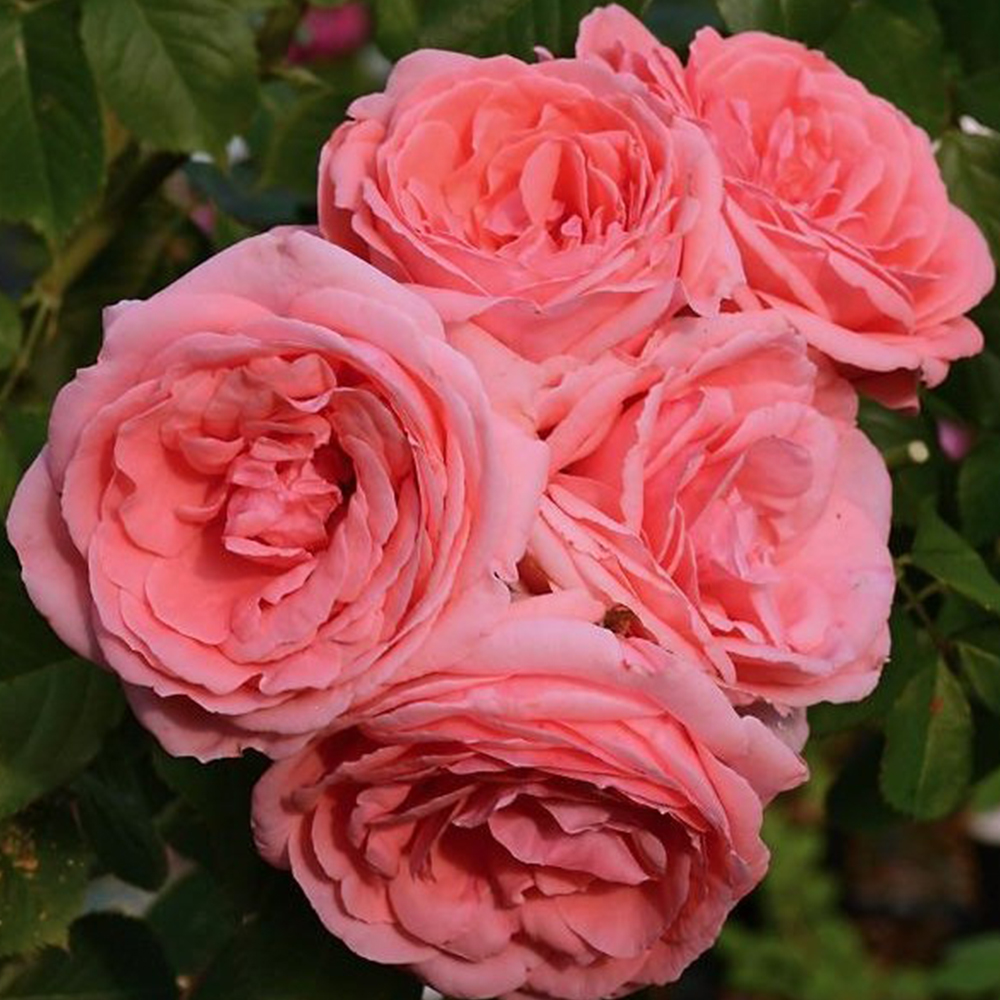 Саджанці троянд на штамбі Лінда