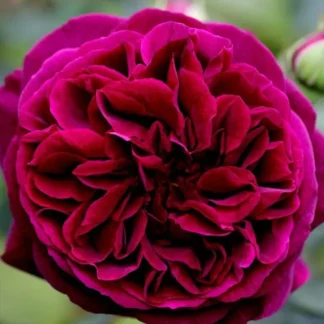 Саджанці троянд на штамбі Мунстед Вуд