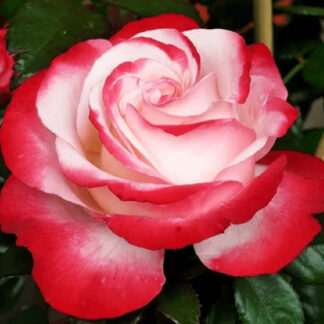 Саджанці троянд на штамбі Ностальжі