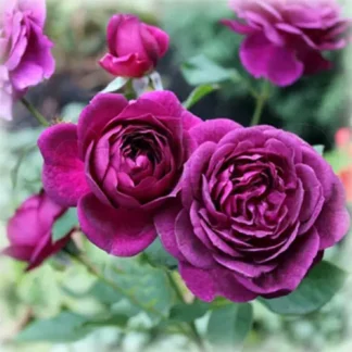 Саджанці троянд на штамбі Нью Ейдж