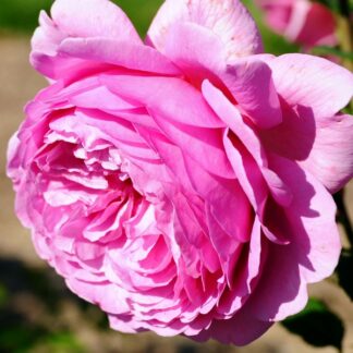 Саджанці троянд на штамбі Оленка