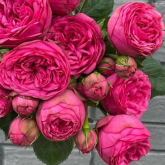 Саджанці троянд на штамбі Піано