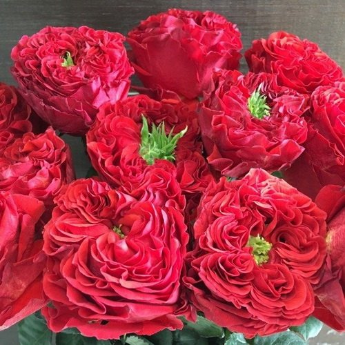 Саджанці троянд на штамбі Ред Ай