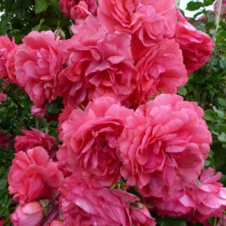 Саджанці троянд на штамбі Розаріум Ютерсен