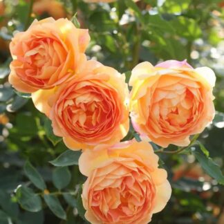 Саджанці троянд на штамбі Сер Ланселот