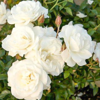 Саджанці троянд на штамбі Свані