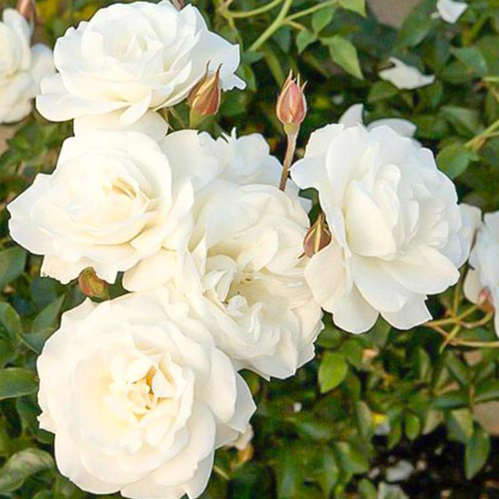 Саджанці троянд на штамбі Свані