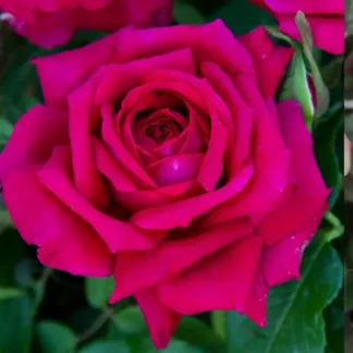 Саджанці троянд на штамбі Юріанда