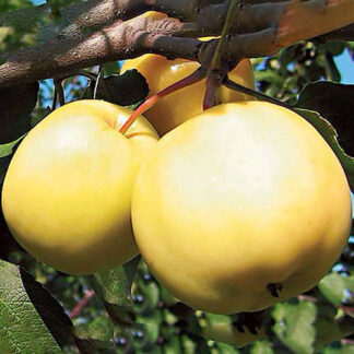 Яблуня Донешта (саджанець, дворічний)