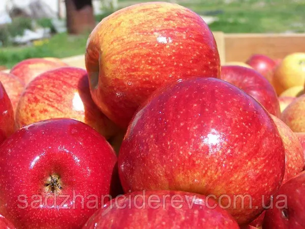 Яблуня Джонаголд Декоста (саджанець, дворічний)