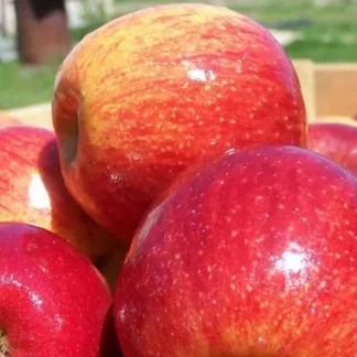 Яблуня Джонаголд Декоста (саджанець, трьохрічний)