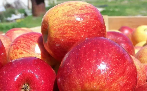 Яблуня Джонаголд Декоста (саджанець, трьохрічний)