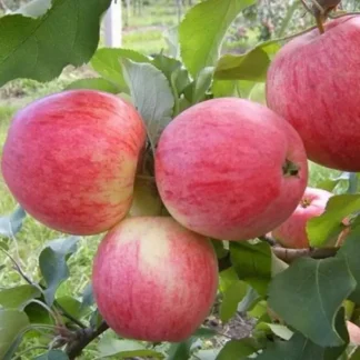 Яблуня Джулія (саджанець, дворічний)