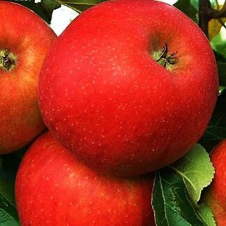 Яблуня Евеліна (саджанець, дворічний)