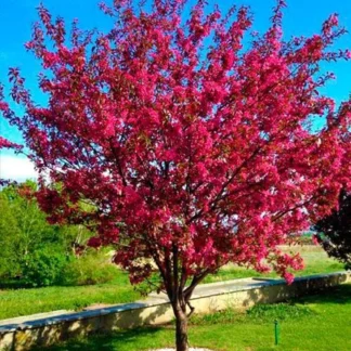 Саджанці яблуні на штамбі Райське Яблучко