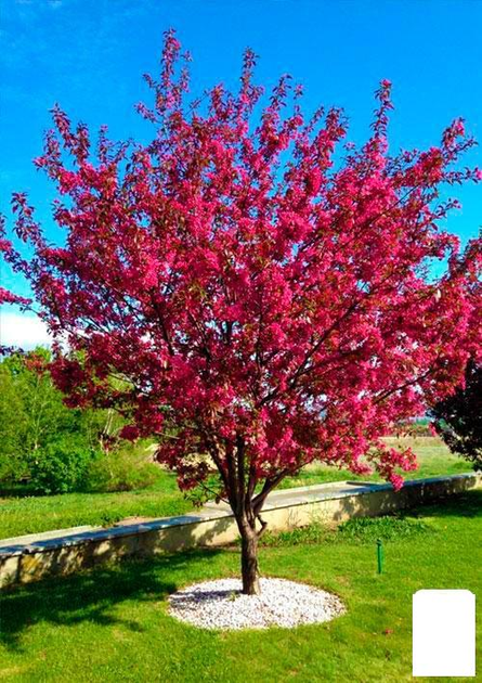 Саджанці яблуні на штамбі Райське Яблучко