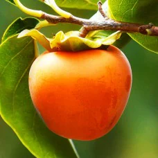 Саджанці хурми Скіфське Золото - 2-річний