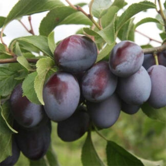 Слива Богатир (саджанець, дворічний)